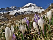 09 Crocus vernus sui pascoli alla Baita del Camoscio (1750 m) con vista sul Monte Cavallo (2323 m) ancora carico di neve
